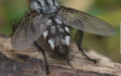 Sarcophaga carnaria