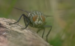 Sarcophaga carnaria