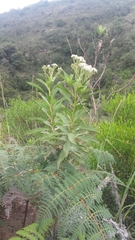 Verbesina centroboyacana