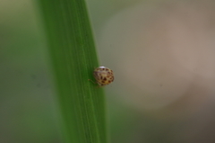 Psyllobora confluens