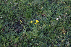 Senecio littoreus littoreus