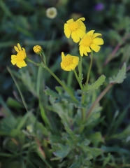 Senecio littoreus littoreus
