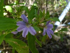 Scaevola nitida