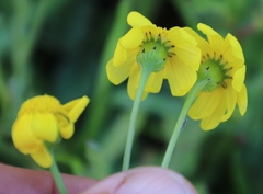 Senecio littoreus littoreus
