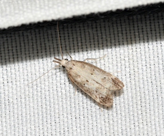 Dichomeris inversella