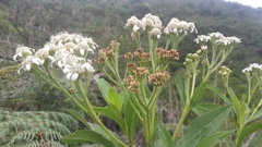 Verbesina centroboyacana
