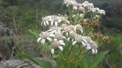 Verbesina centroboyacana