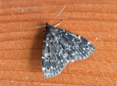 Idia scobialis