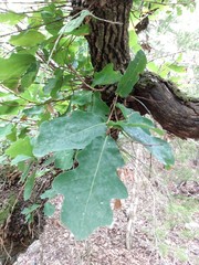 Quercus laceyi