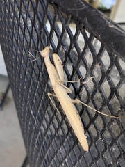 Mantis religiosa