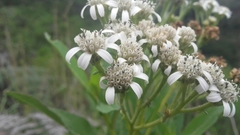 Verbesina centroboyacana