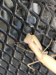 Mantis religiosa