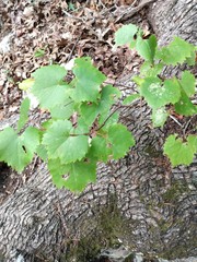 Vitis monticola