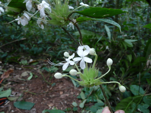 Clerodendrum capitatum image