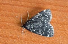 Idia scobialis