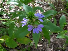 Scaevola nitida