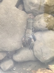 Faxonius longidigitus