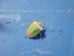 Thyanta pallidovirens