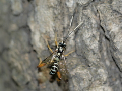 Acaenitinae