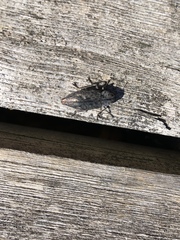Poecilonota