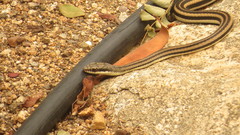 Salvadora lemniscata