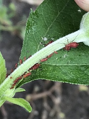 Uroleucon nigrotuberculatum