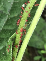 Uroleucon nigrotuberculatum