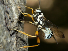 Acaenitinae
