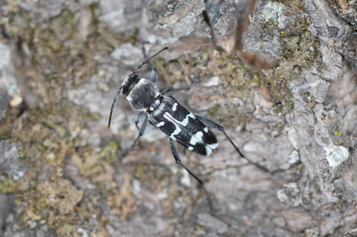 Xylotrechus albonotatus