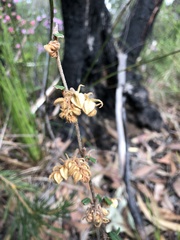 Lasiopetalum ferrugineum