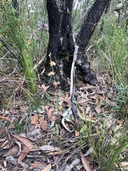 Lasiopetalum ferrugineum