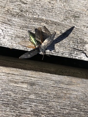 Poecilonota