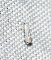 Phyllonorycter clemensella