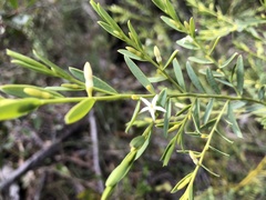 Olax stricta