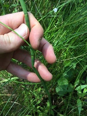 Equisetum fluviatile