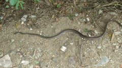 Salvadora lemniscata