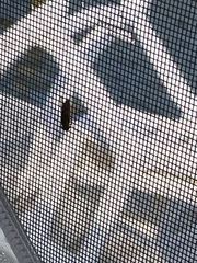 Tabanus nigrovittatus