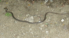 Salvadora lemniscata