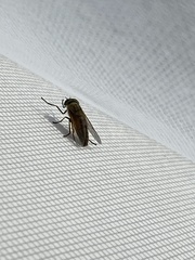 Tabanus nigrovittatus