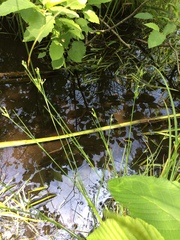 Juncus brachycephalus
