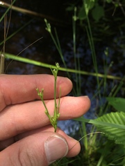 Juncus brachycephalus