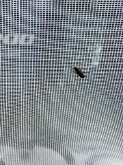 Tabanus nigrovittatus