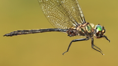 Somatochlora brevicincta