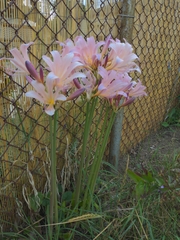 Amaryllis belladonna