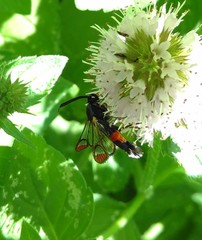 Synanthedon formicaeformis