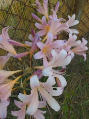 Amaryllis belladonna