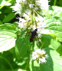 Synanthedon formicaeformis