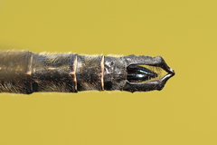 Somatochlora brevicincta