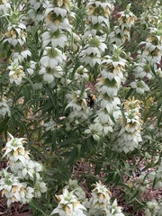 Anthophila