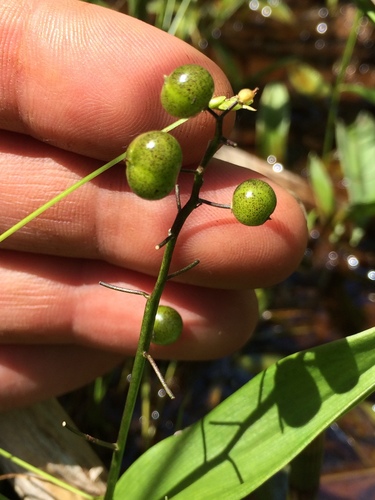 three-leaved false Solomon’s seal